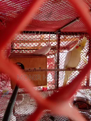 Cockatiel Bird - Albino