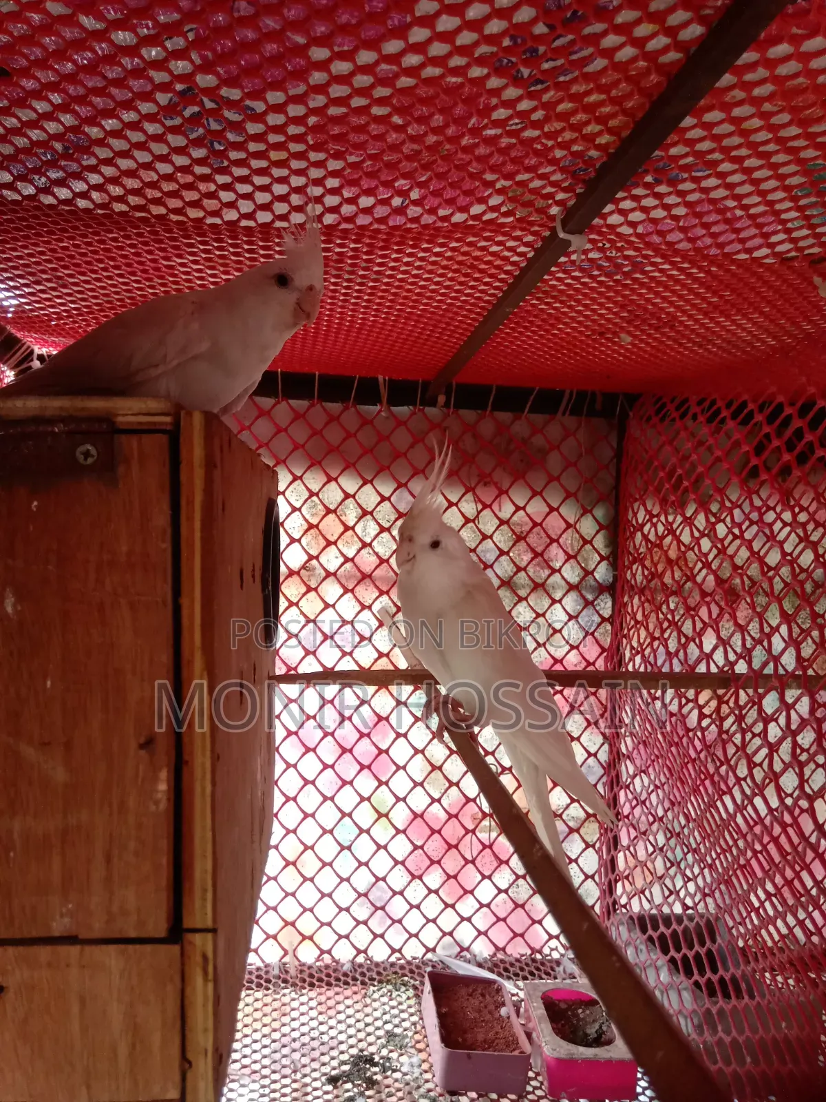 Cockatiel Bird - Albino