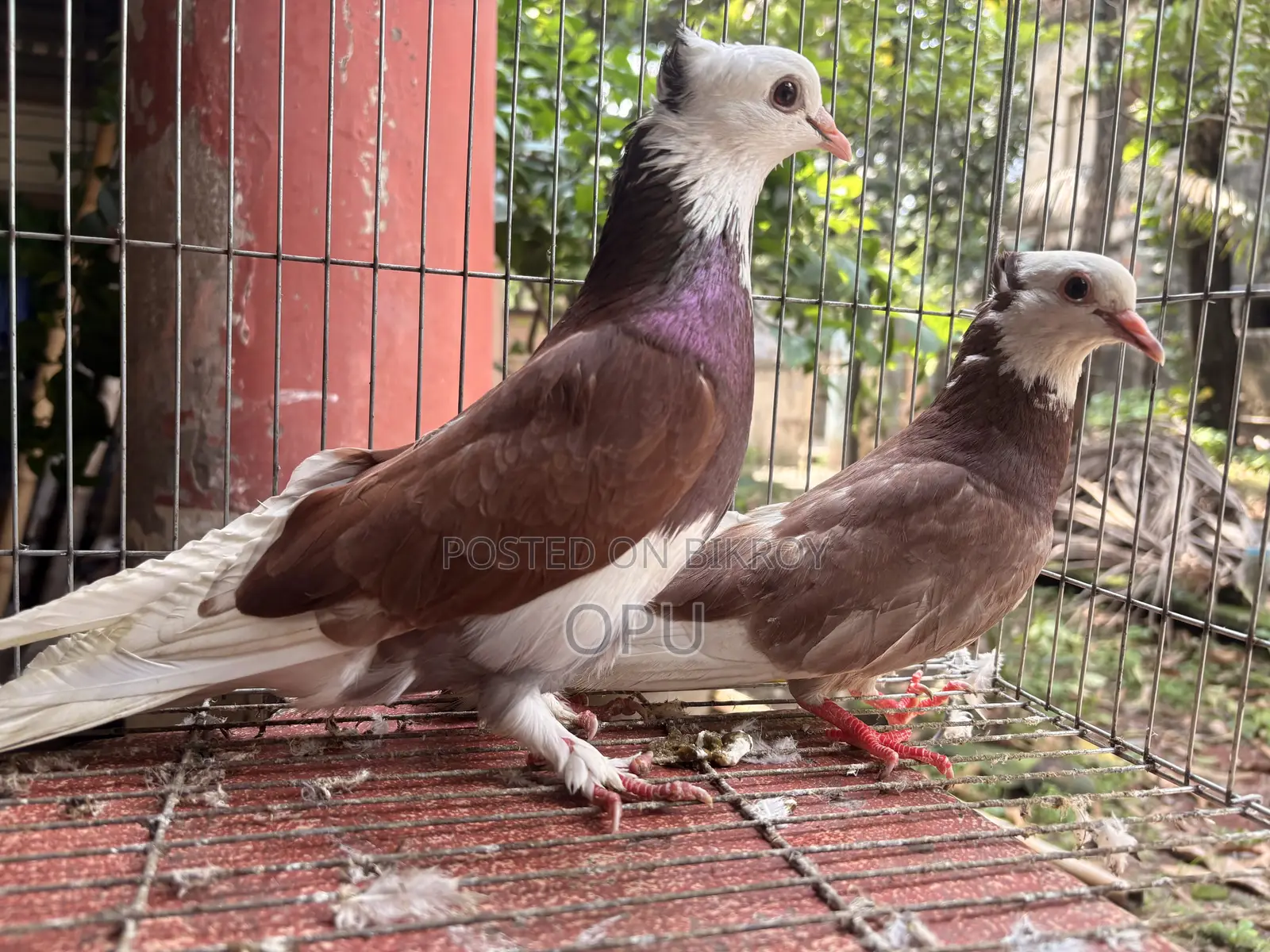 Raj Golla Running Pair