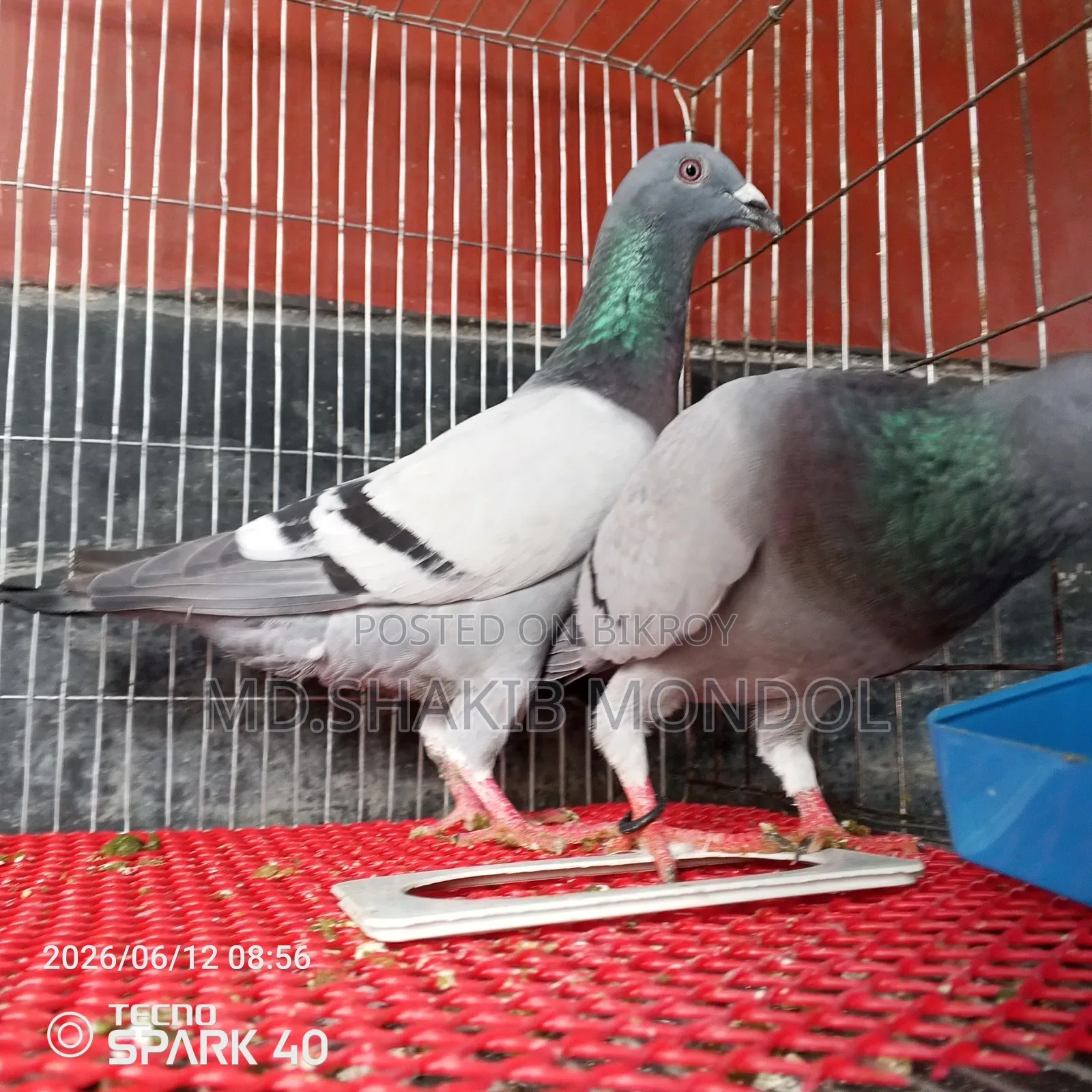 A pair of Racer pigeons for sale