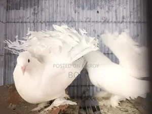 Running Lakha Pigeons