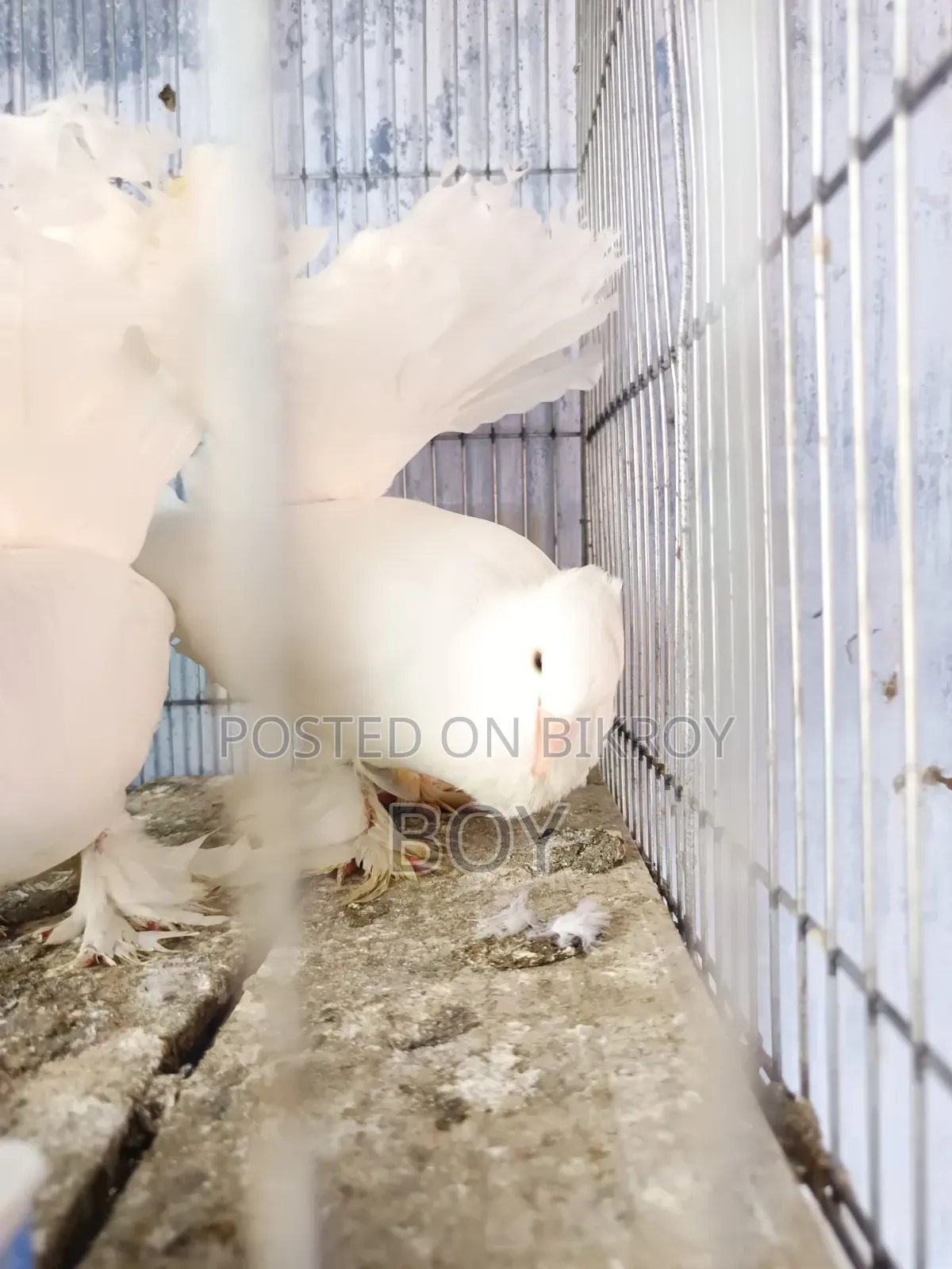 Running Lakha Pigeons