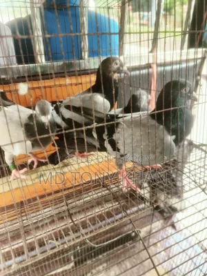 Pigeon for Sale