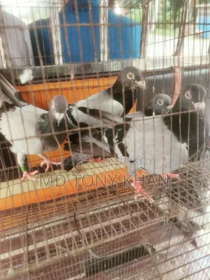 Pigeon for Sale