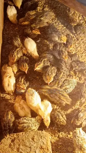 কোয়েল পাখি