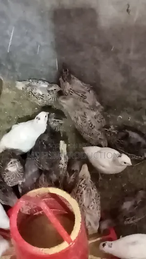 কোয়েল পাখি
