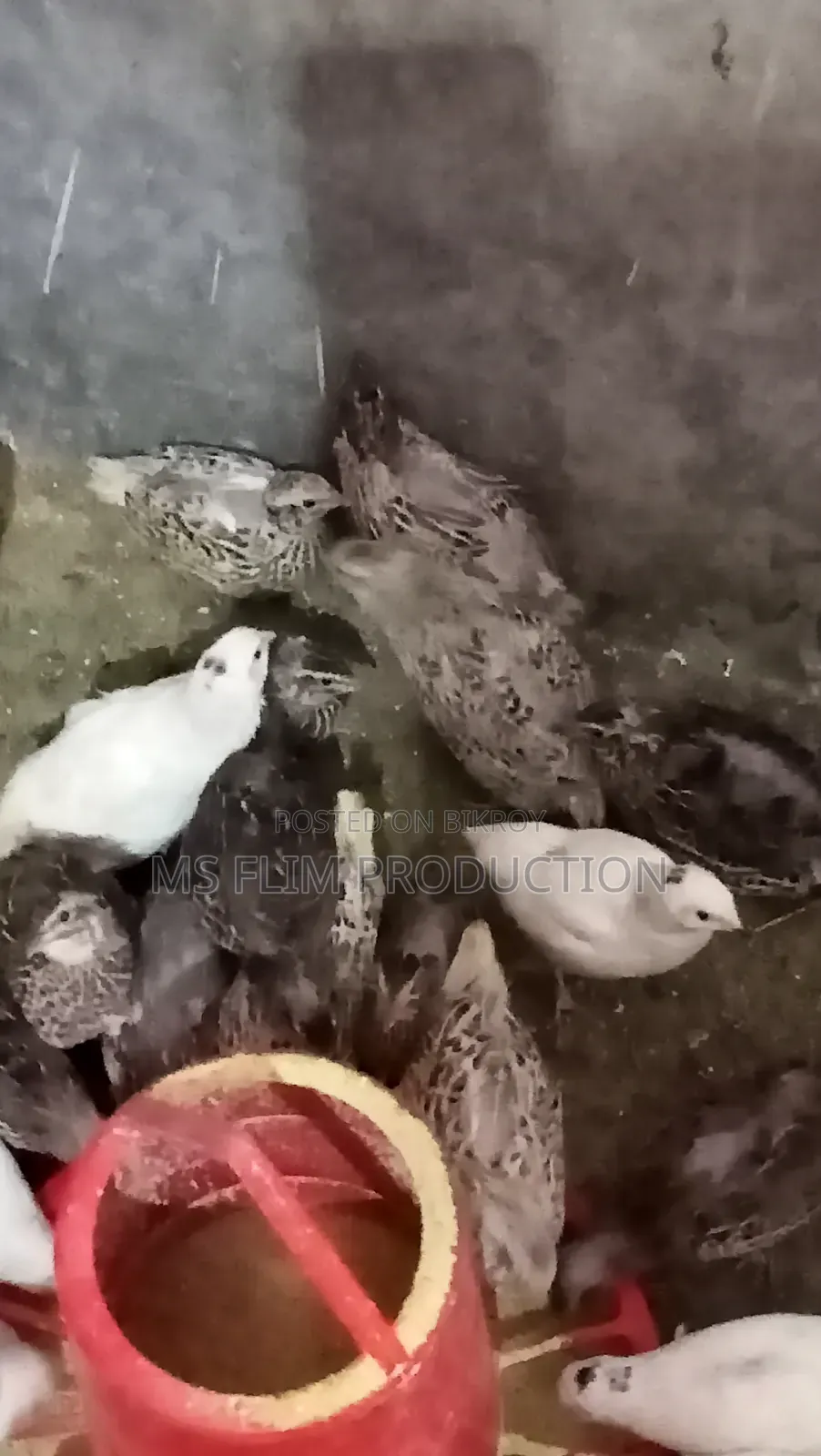 কোয়েল পাখি