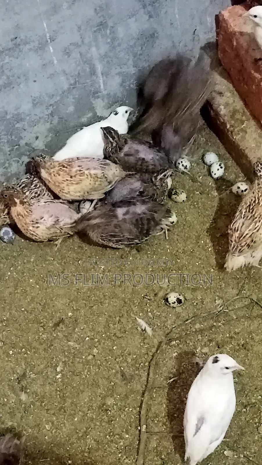 কোয়েল পাখি