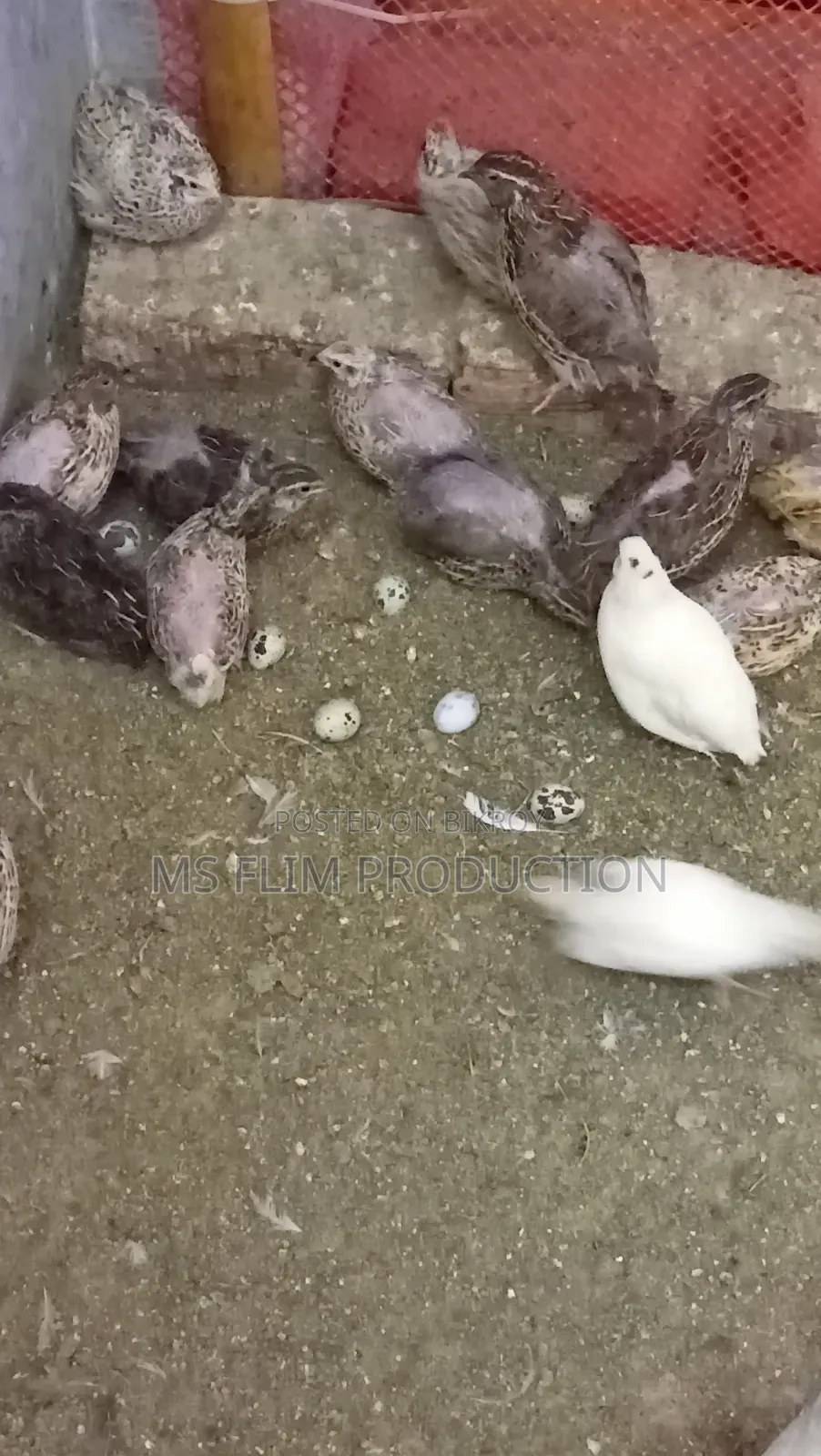 কোয়েল পাখি