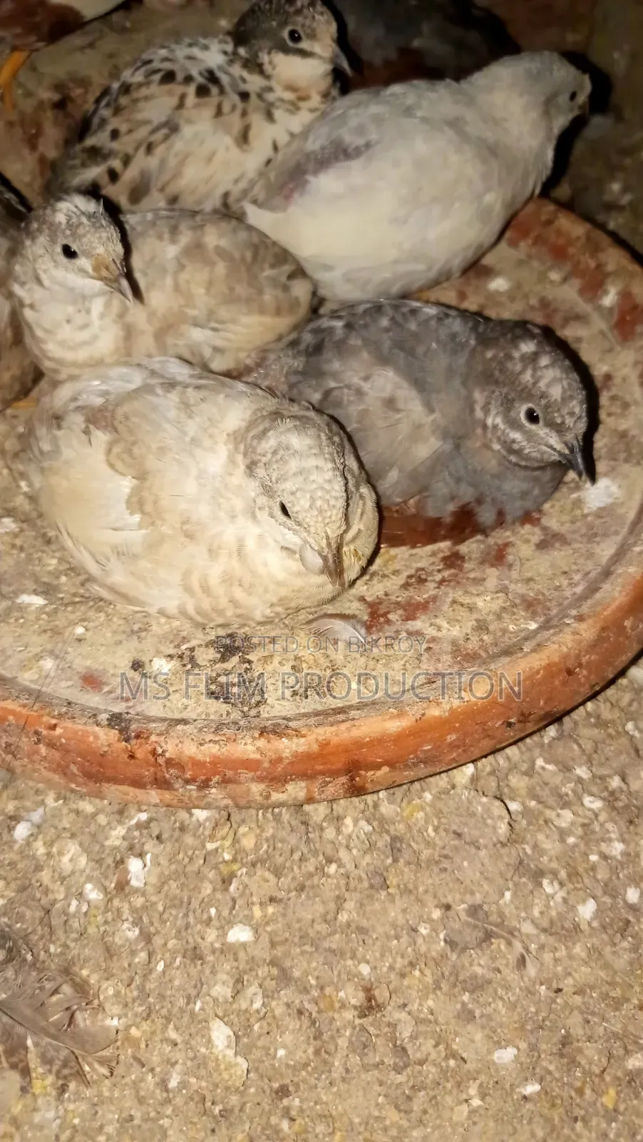 কোয়েল পাখি