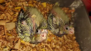 Cockatiel Hand Feeding Baby