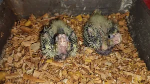 Cockatiel Hand Feeding Baby