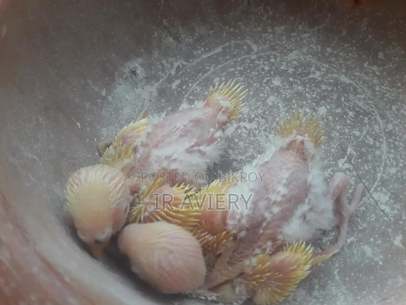 টেম সাইজ লুটিন বাচ্চা বাজরিগার