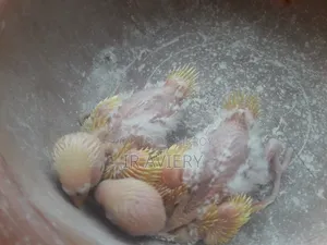 টেম সাইজ লুটিন বাচ্চা বাজরিগার
