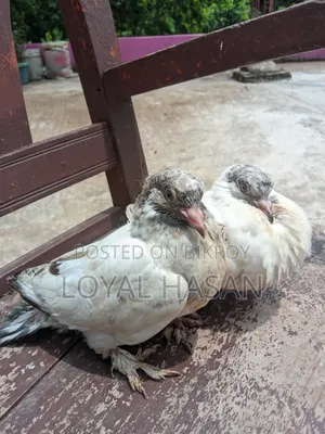 দুইটা কবুতর বিক্রয়