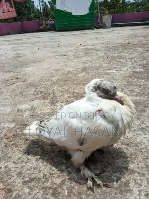 দুইটা কবুতর বিক্রয়
