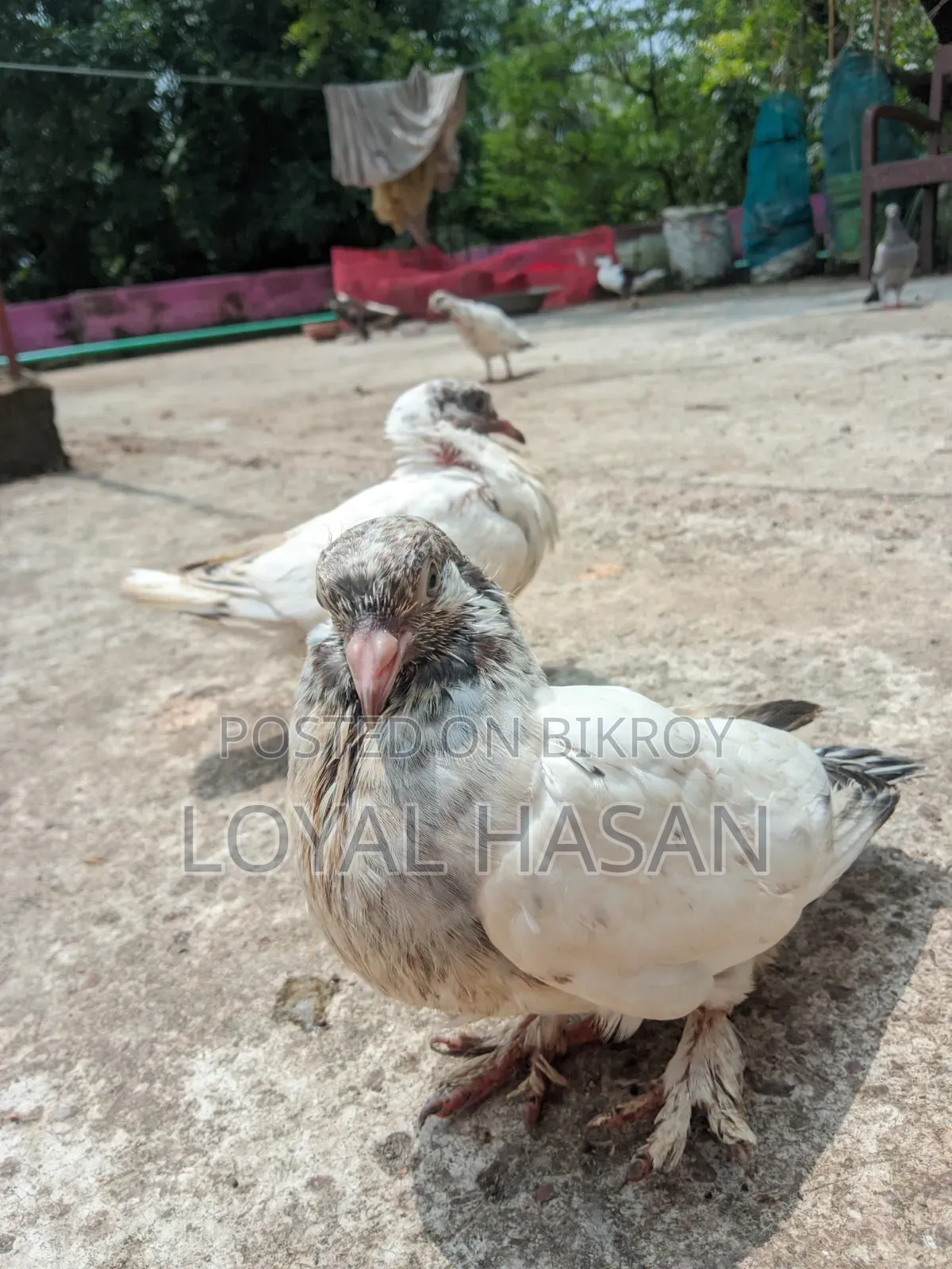 দুইটা কবুতর বিক্রয়