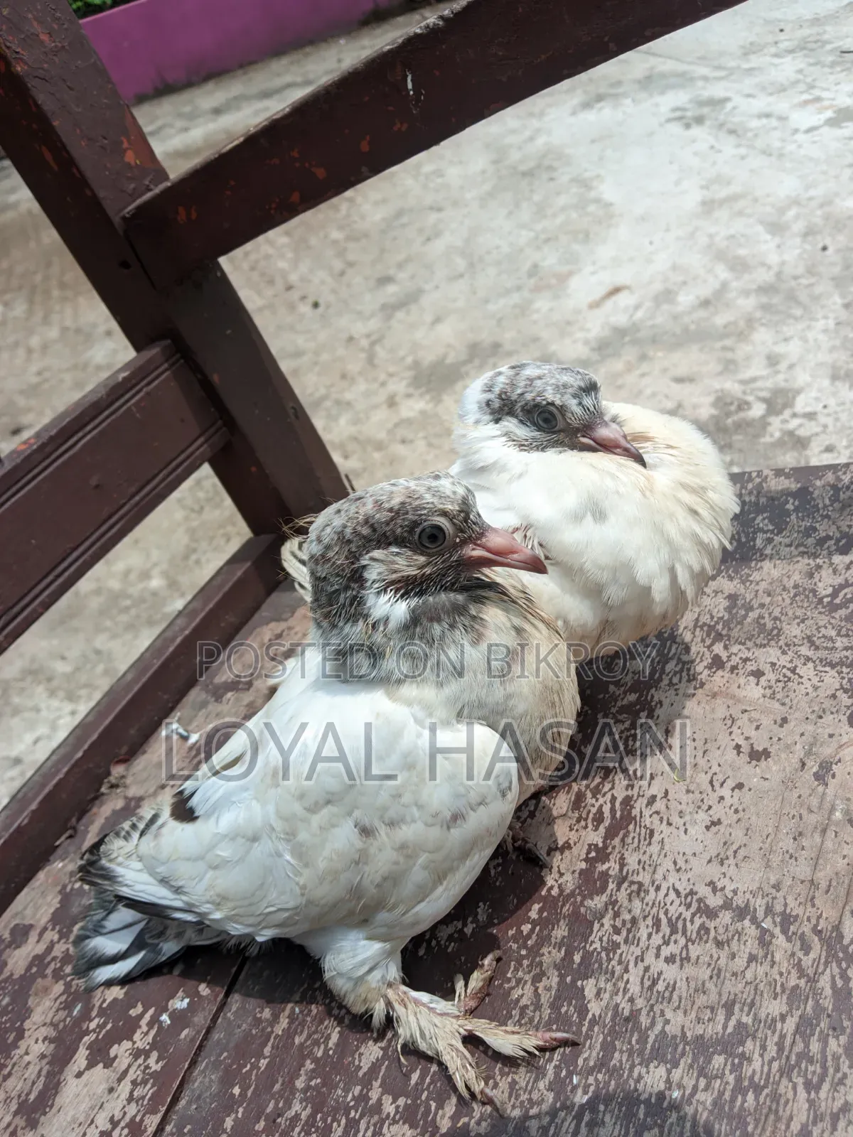 দুইটা কবুতর বিক্রয়
