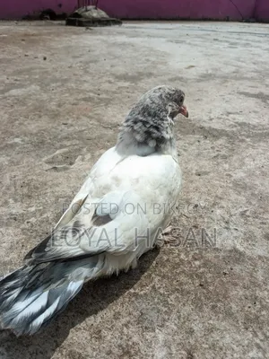 দুইটা কবুতর বিক্রয়