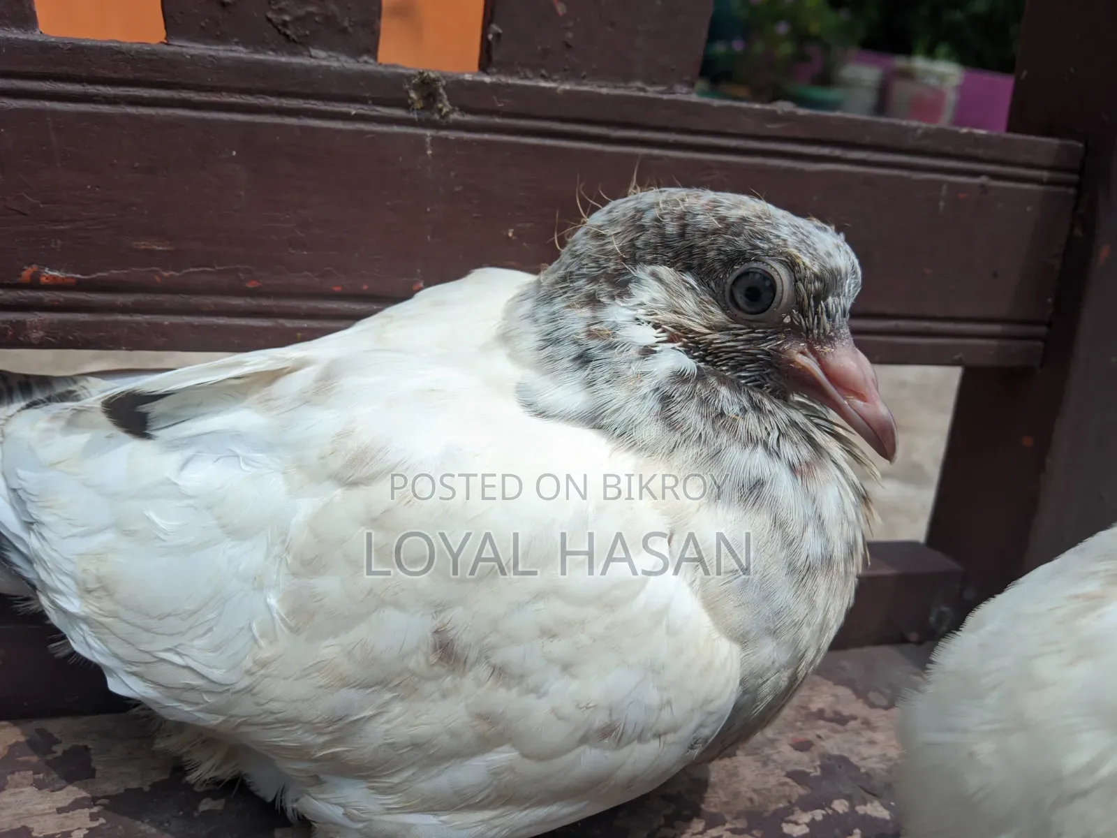 দুইটা কবুতর বিক্রয়