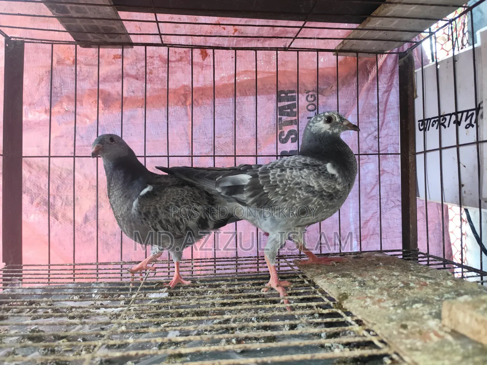 A pair of Grizzle pigeons