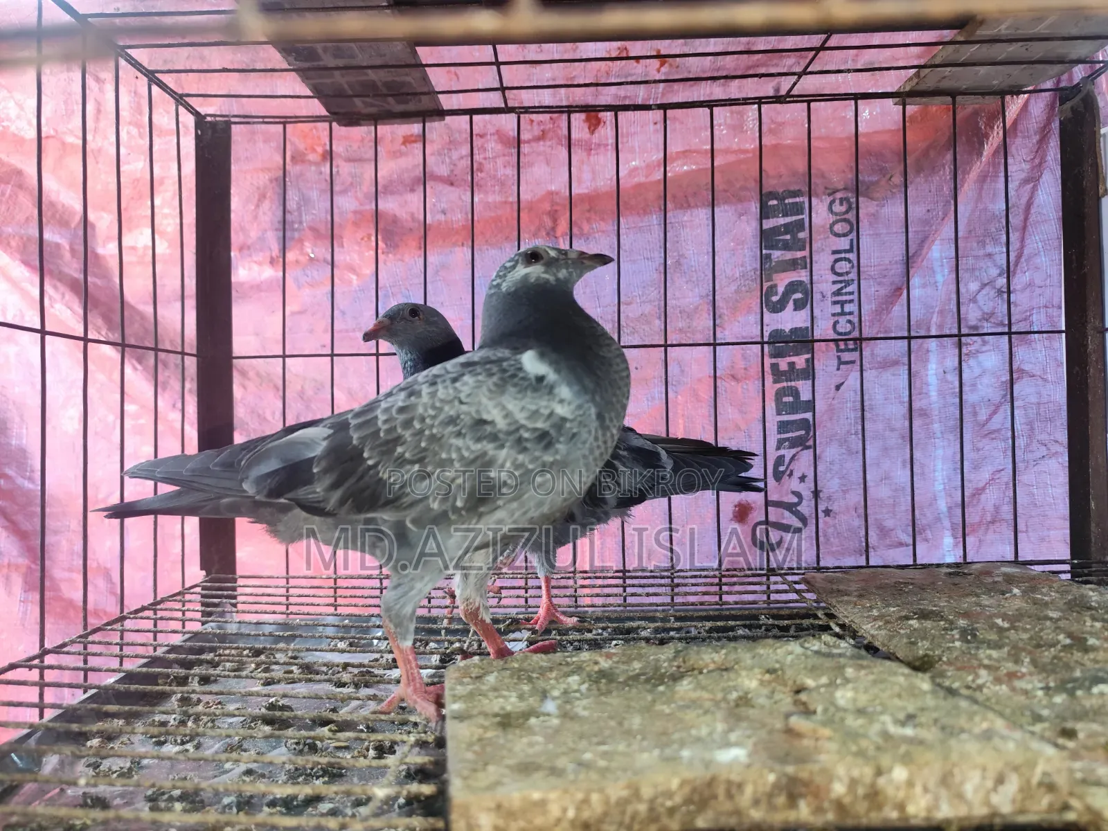 A pair of Grizzle pigeons