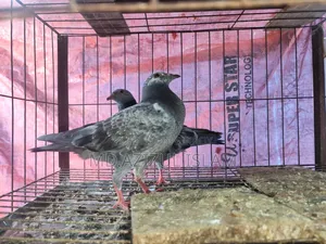 A pair of Grizzle pigeons