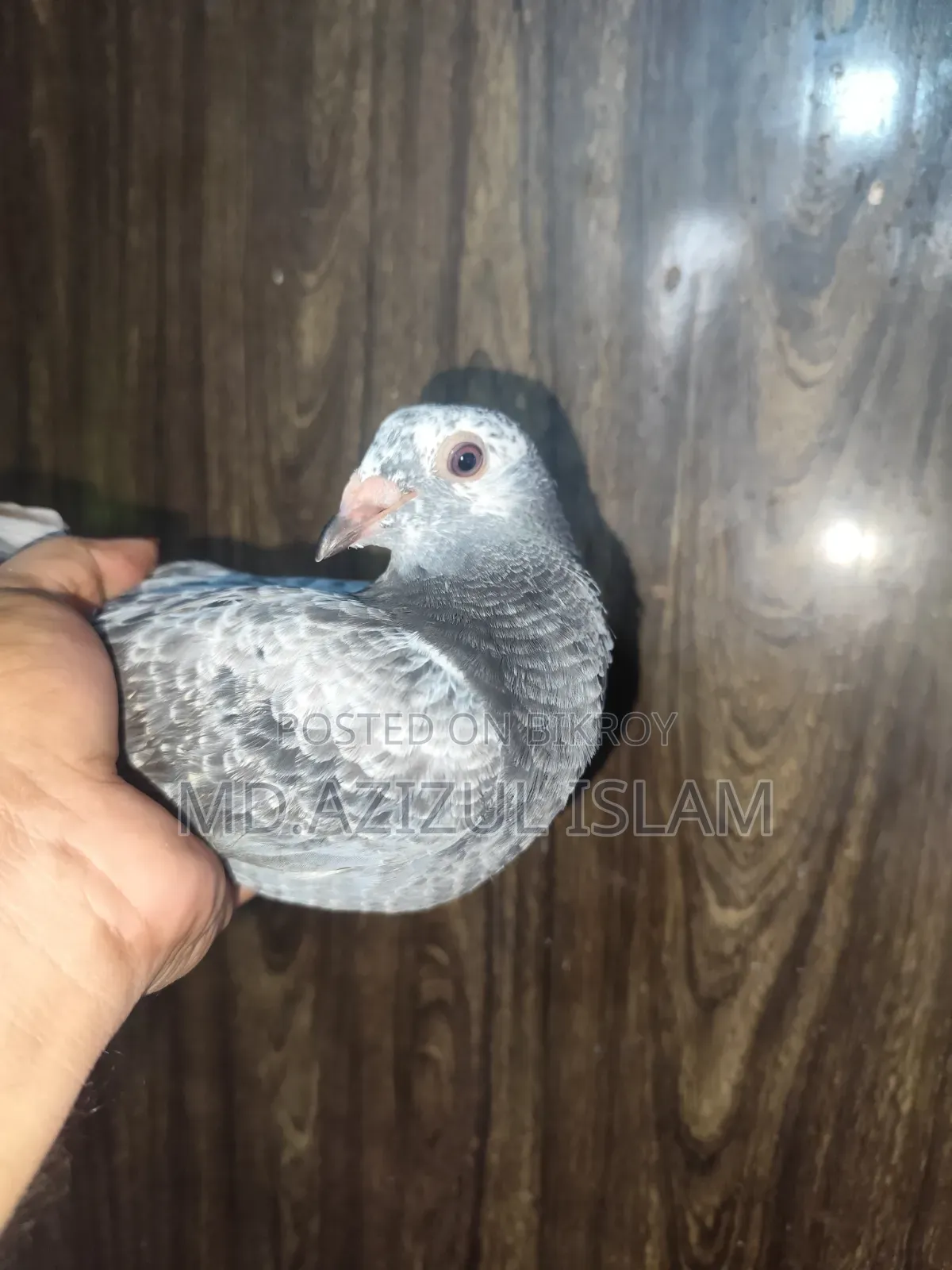 A pair of Grizzle pigeons