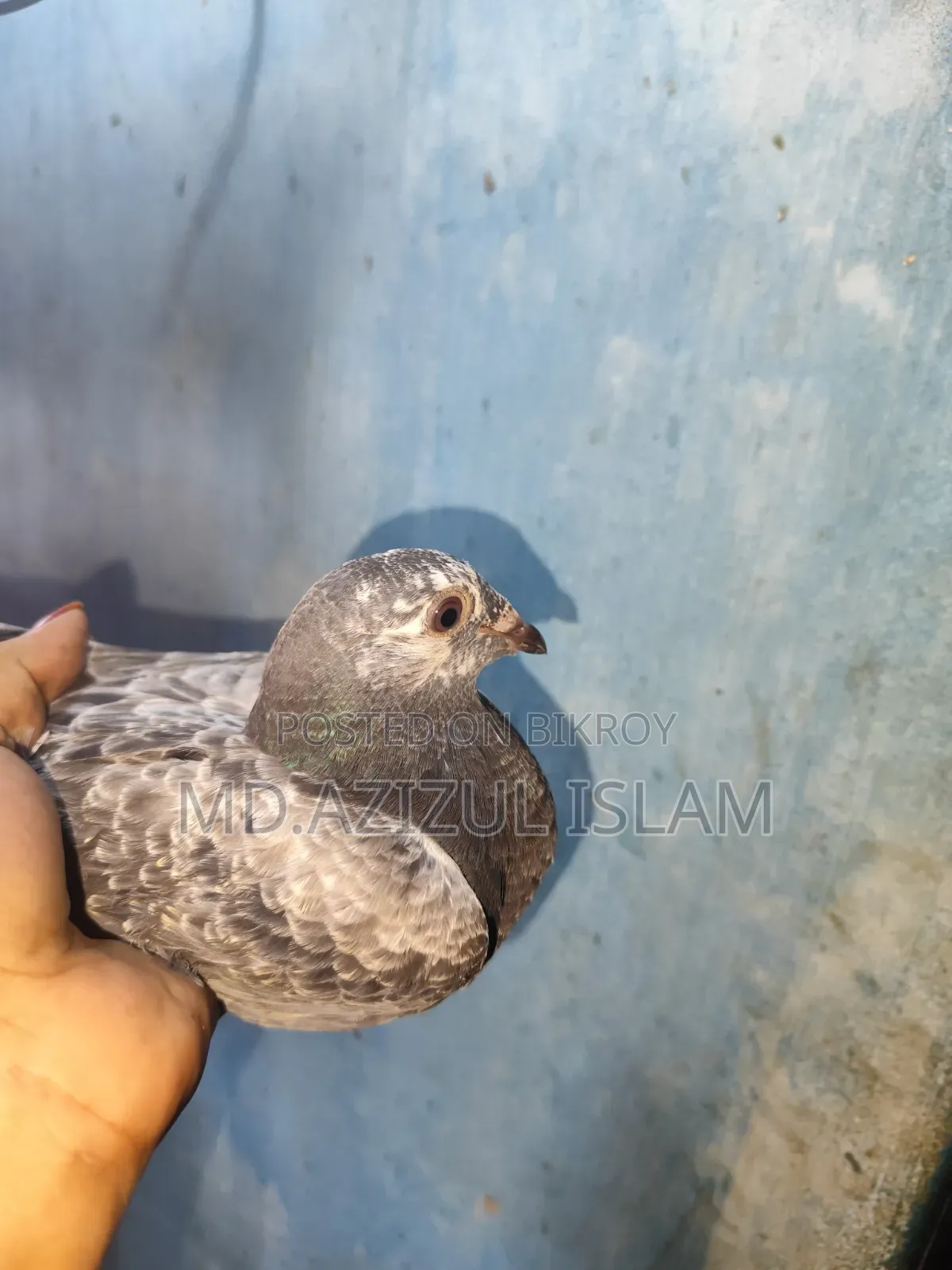 A pair of Grizzle pigeons