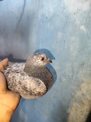 A pair of Grizzle pigeons