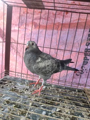 A pair of Grizzle pigeons