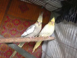 Cockatiel Baby