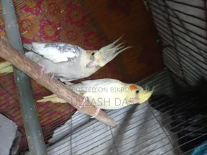 Cockatiel Baby