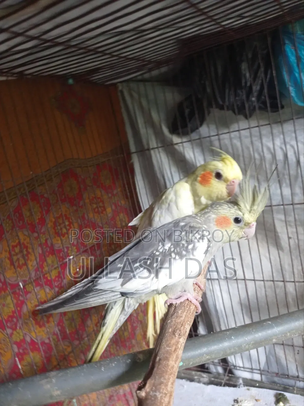 Cockatiel Baby