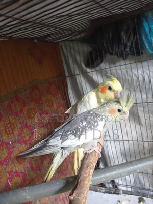 Cockatiel Baby