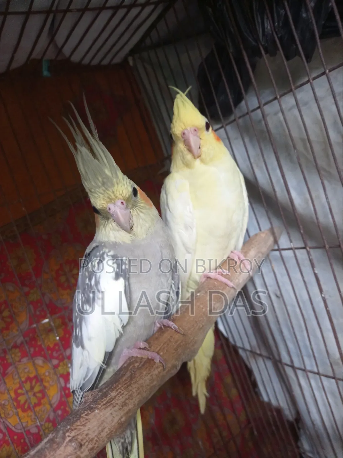Cockatiel Baby