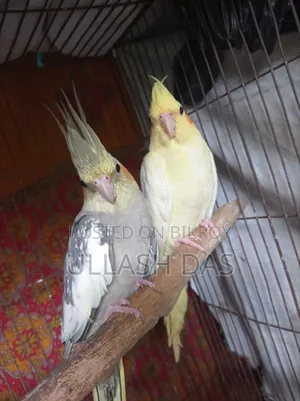 Cockatiel Baby