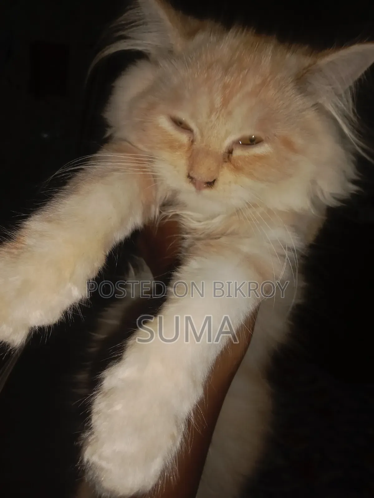 3-6 Months Female Purebred Persian