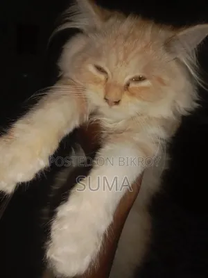 3-6 Months Female Purebred Persian