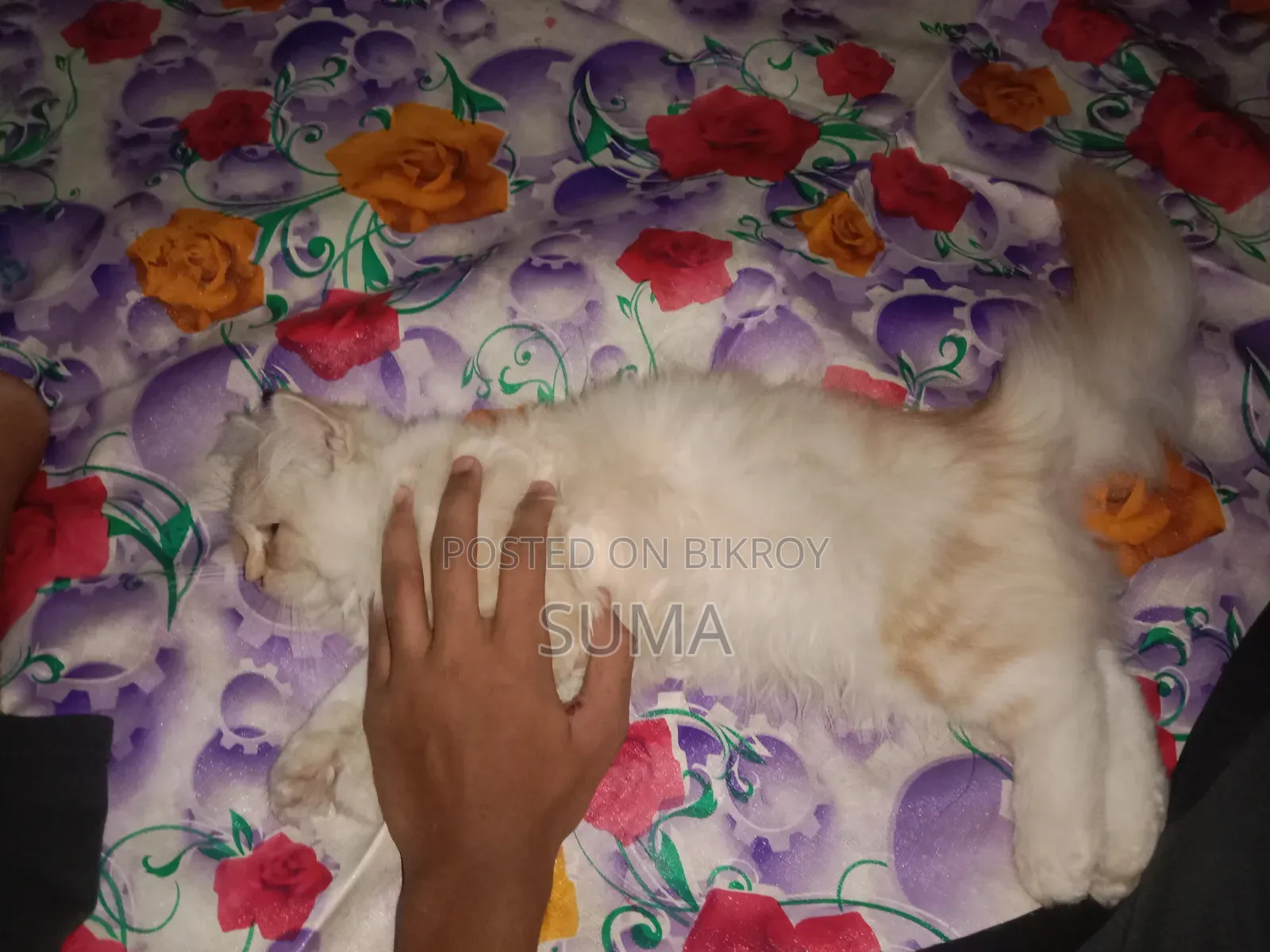 3-6 Months Female Purebred Persian