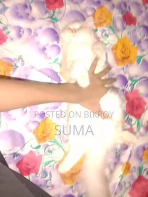 3-6 Months Female Purebred Persian