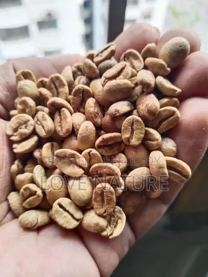 Green Coffee Bean