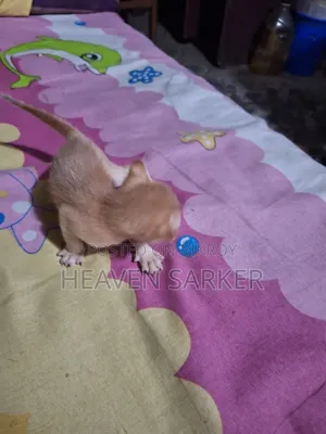 0-1 Month Male Mixed Breed Cat