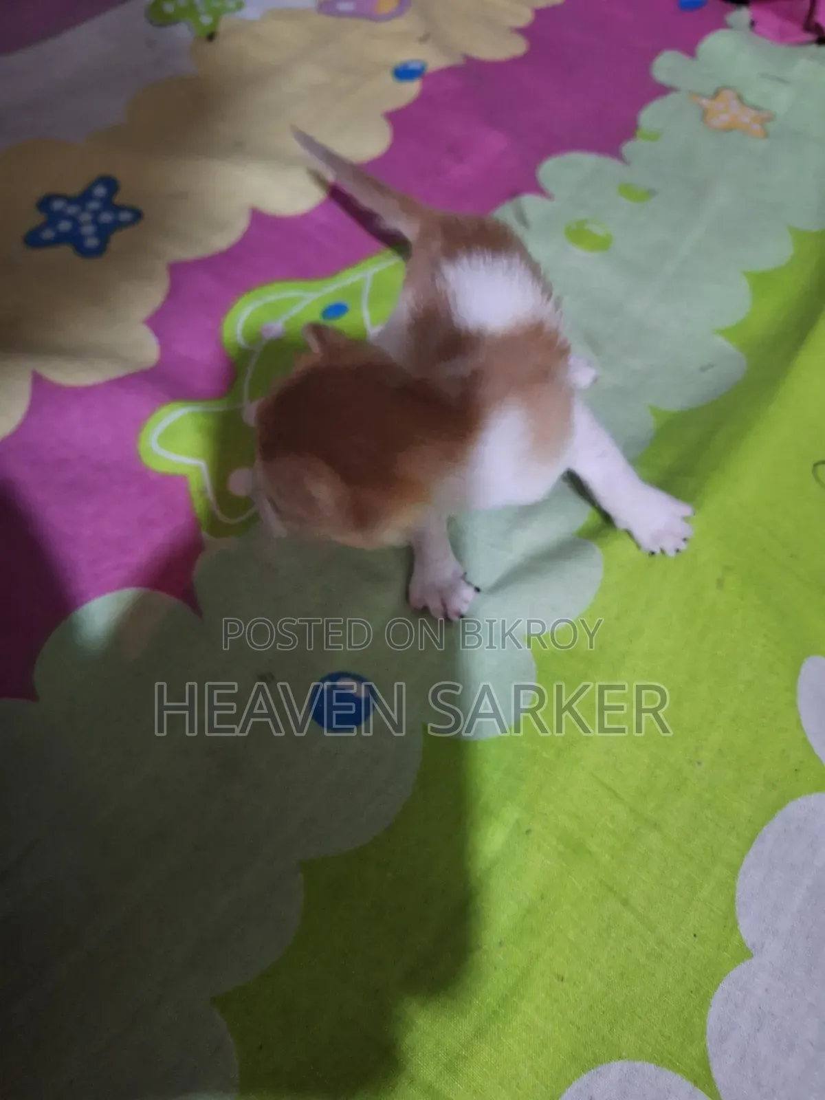 0-1 Month Male Mixed Breed Cat
