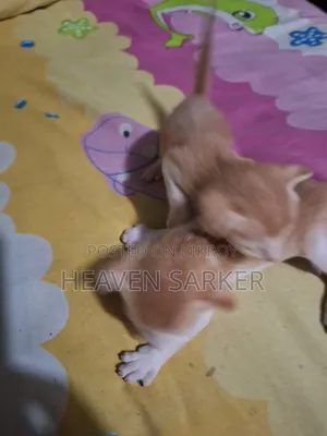 0-1 Month Male Mixed Breed Cat