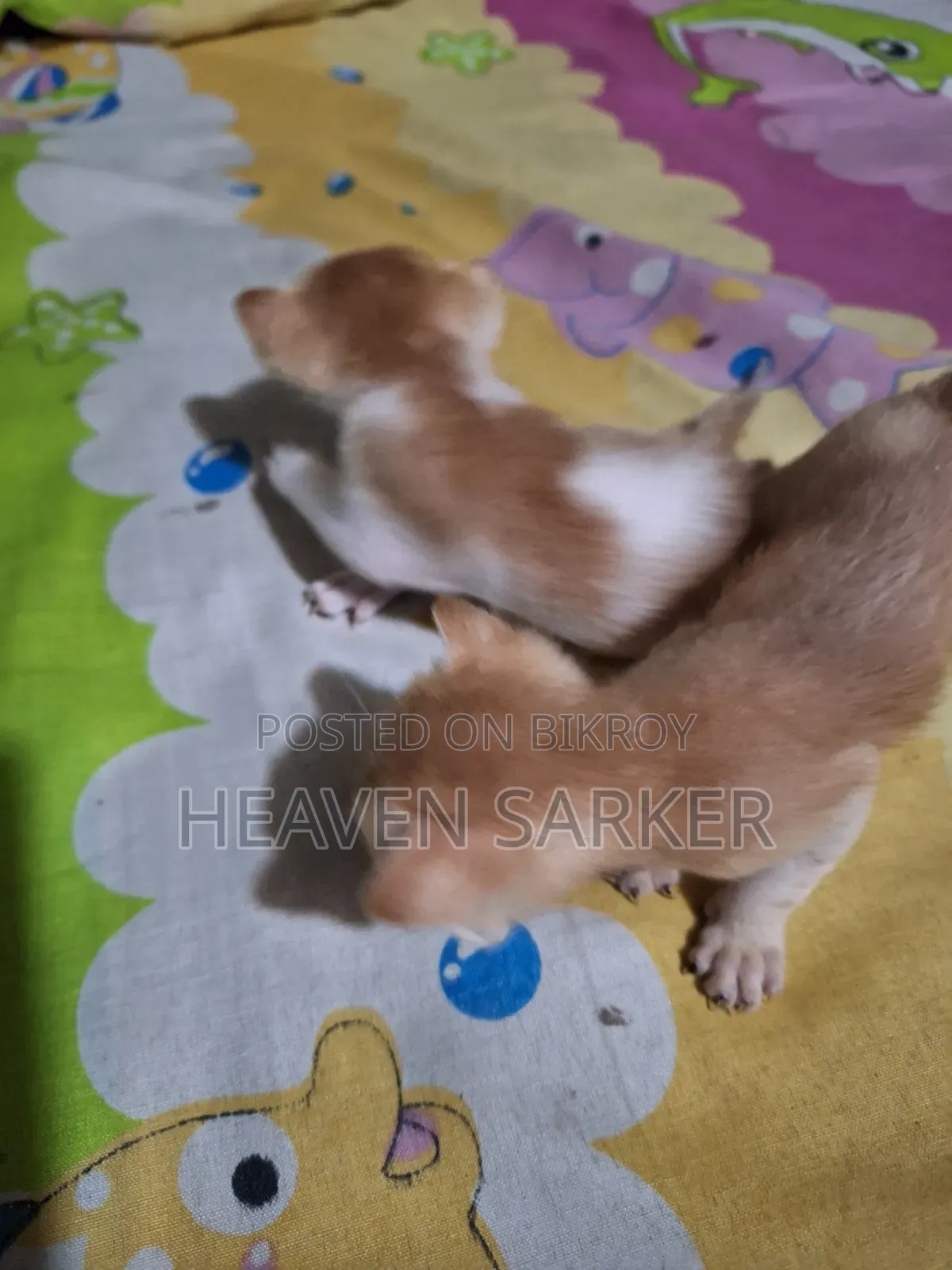 0-1 Month Male Mixed Breed Cat