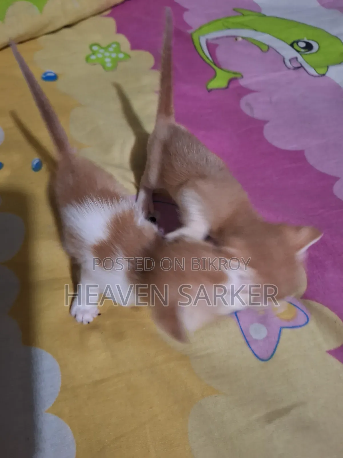 0-1 Month Male Mixed Breed Cat