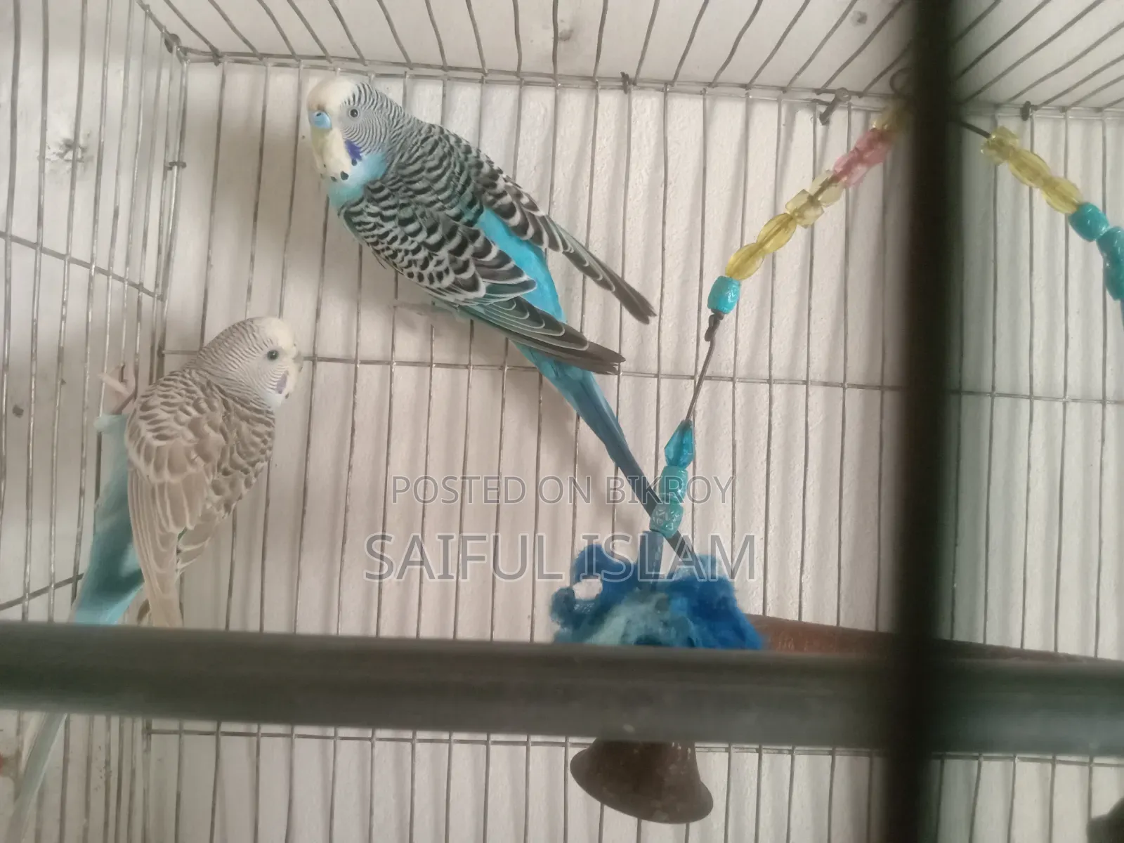 Budgie Bird
