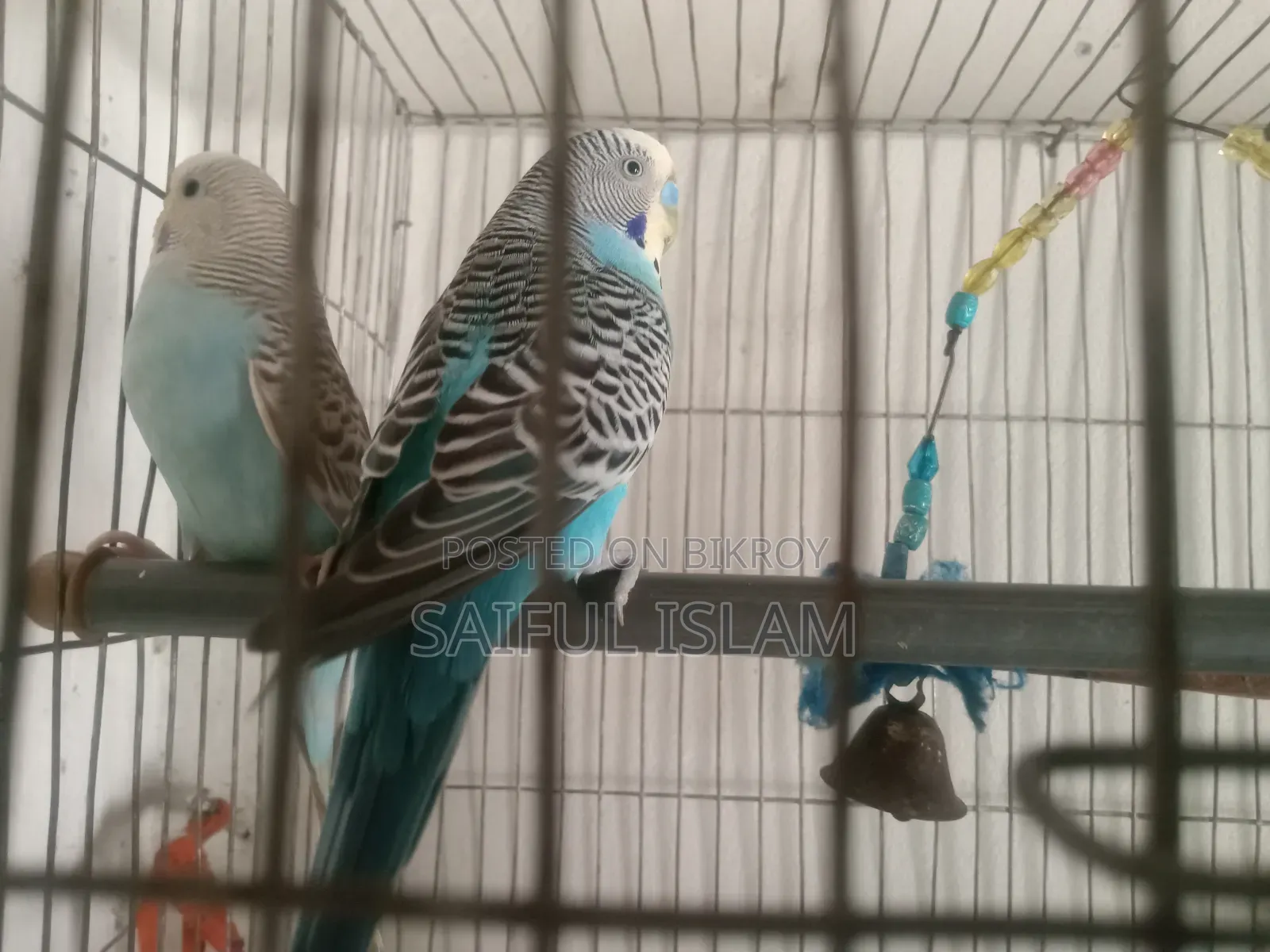 Budgie Bird