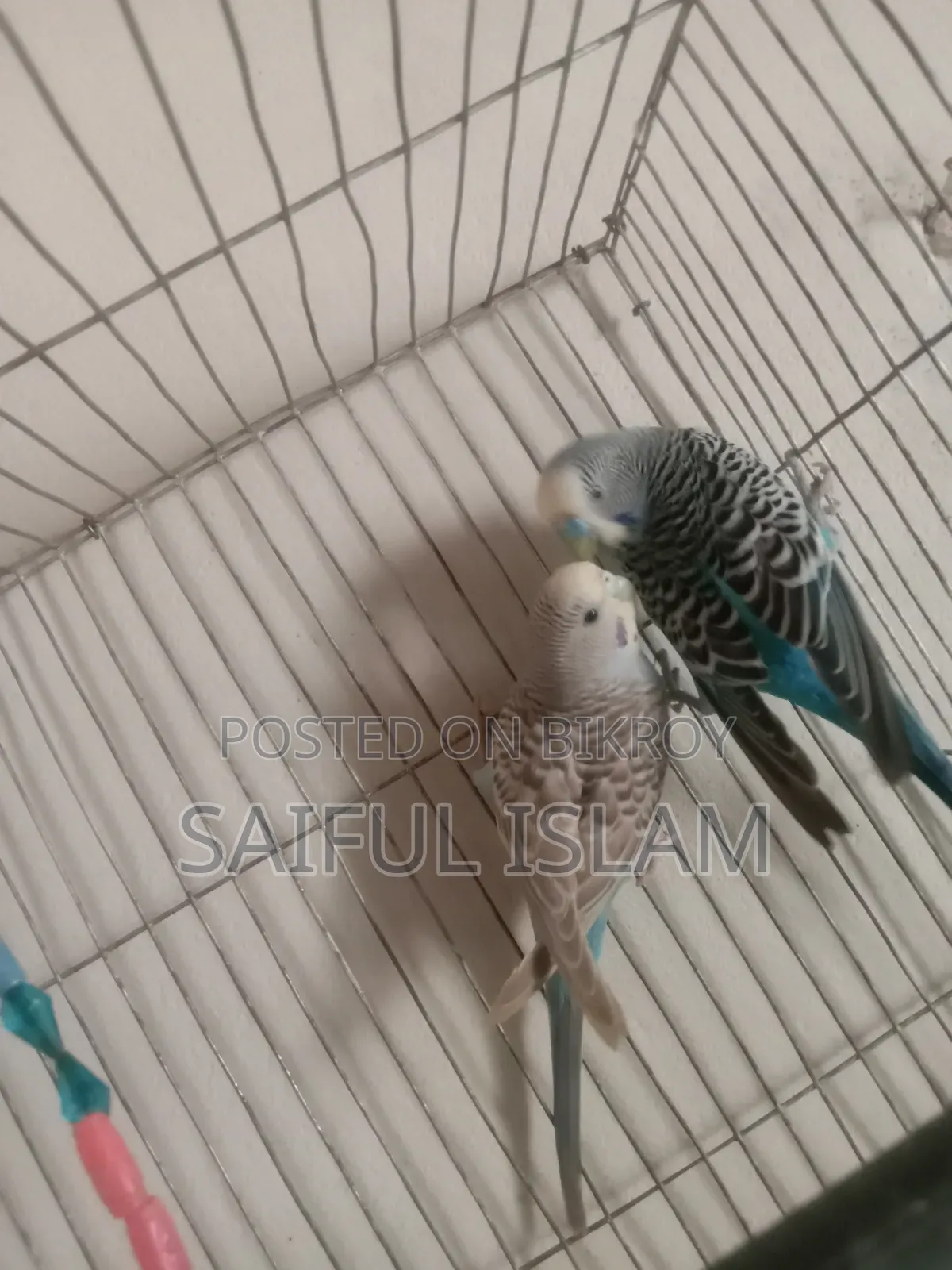 Budgie Bird